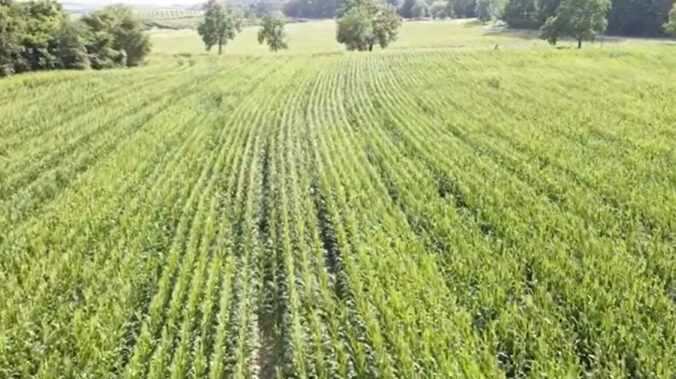 Drone view of corn field