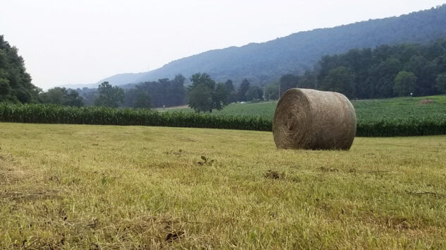 Hay Bales